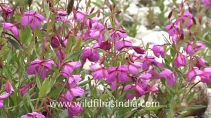 2366.Epilobium latifolium near stream in Valley of flowers