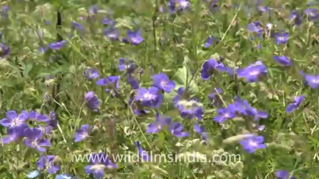 2377.Geranium wallichianum with Rataban peak!