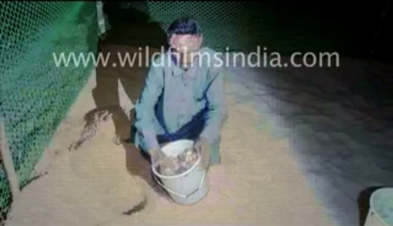 2429.Man relocating eggs of Olive ridley turtle in orissa