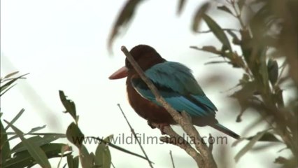 2447.White-throated Kingfisher