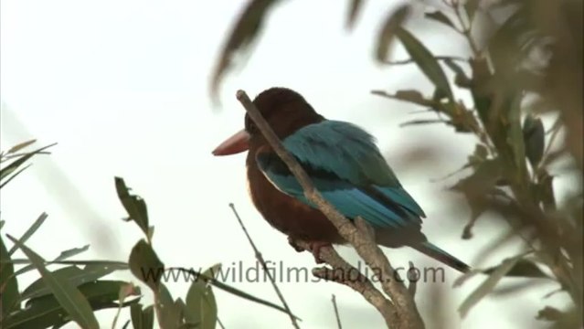 2447.White-throated Kingfisher