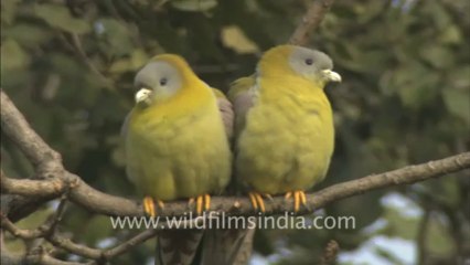 2450.Cute Green Pigeon pair!