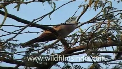 2476.Birds at Gaurishankar, Gujarat
