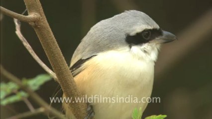 2479.Bay-backed Shrike or Butcher bird