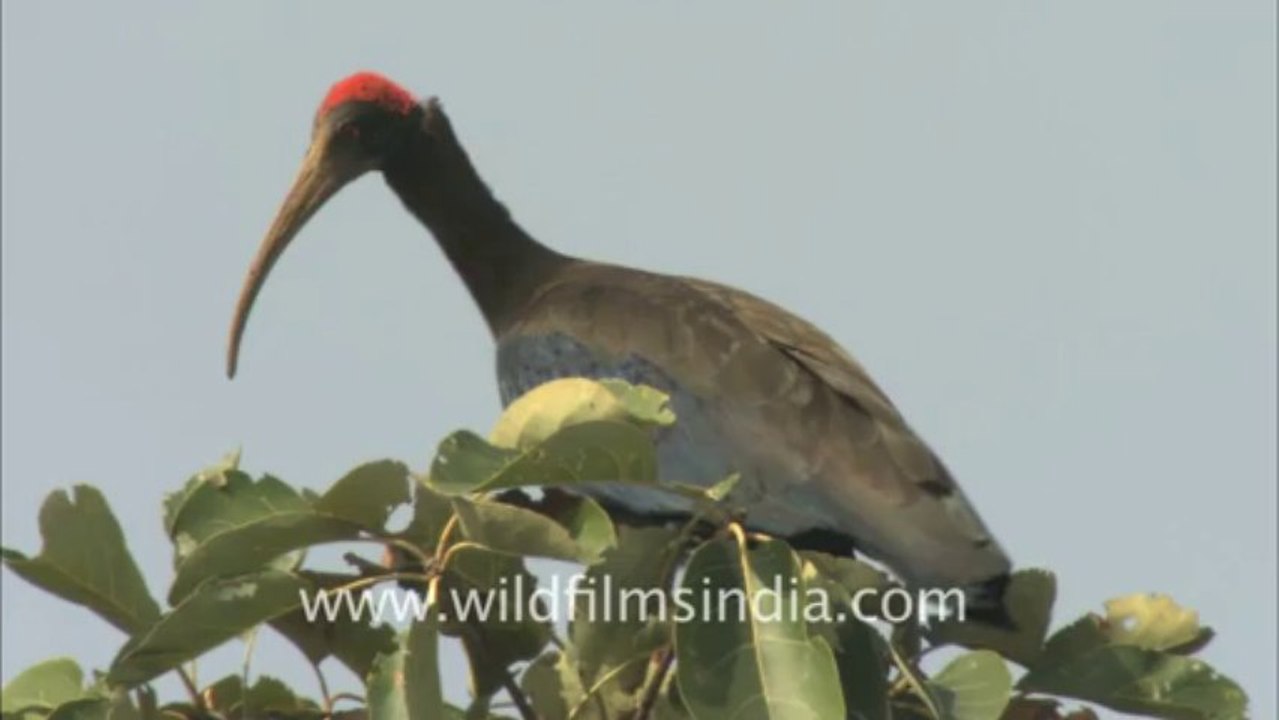2490.Black Ibis at Bandhavgarh