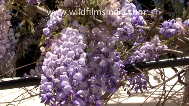 1737.Landour, Mussoorie