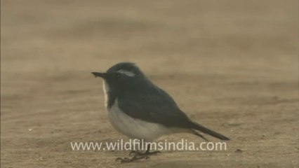 2506.White-browed Blue Flycatcher at Panna