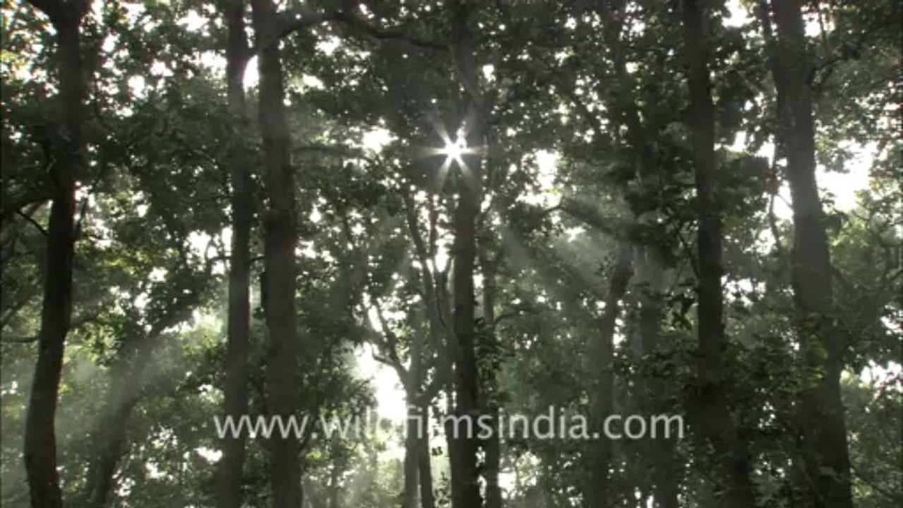 2520.Teak forest in Corbett