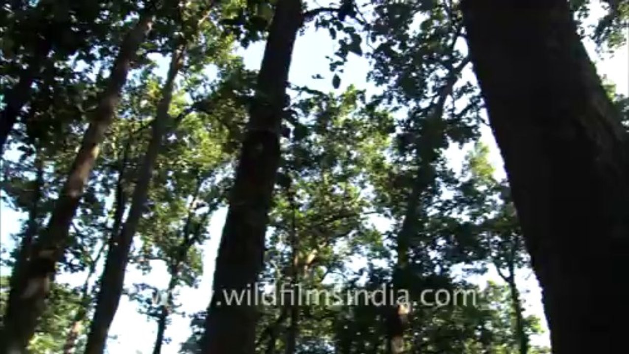 2522.High Bank forest at Corbett...