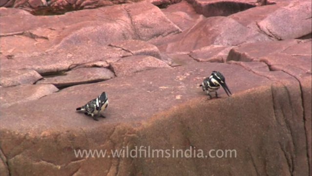 2541.Pied Kingfisher trio!