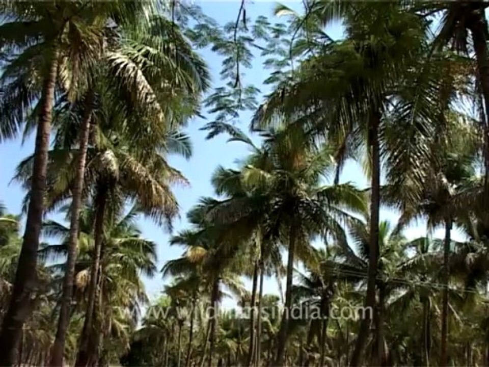 2619.Coconut grove in Karnataka