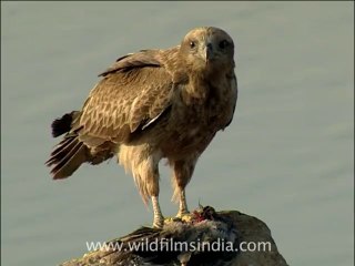 2653.Oriental Honey-buzzard near Gir, Gujarat