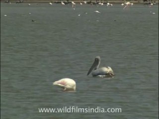 2656.Spot-billed Pelican (Pelecanus philippensis)