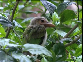 2675.Large Green Barbet