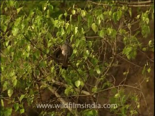 2679.Indian grey hornbill