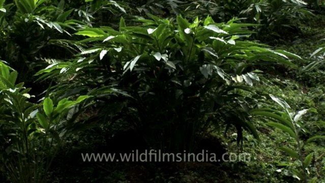 2722.Plantation of Cardamom in Kerela