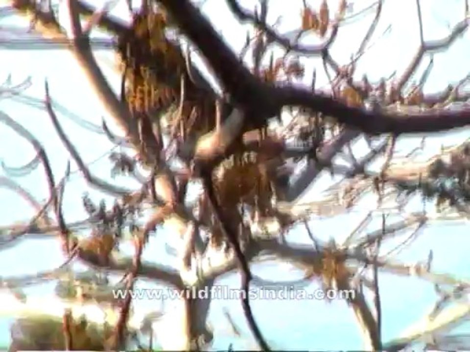 2735.Leopard on a tree, Central India