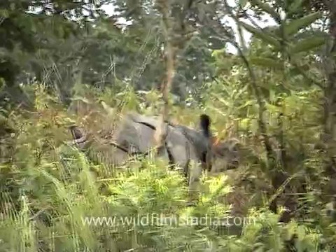 2736.Rhino in flood waters, Assam