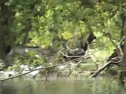 2739.Rhino near Gorakati camp in Assam