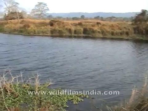 2740.Herd of wild buffalos grazing in a field of Assam