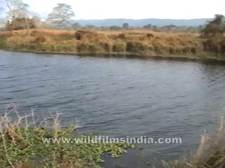 2740.Herd of wild buffalos grazing in a field of Assam