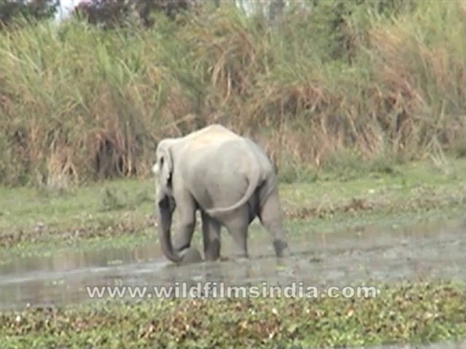 2744.Elephant eating fish???