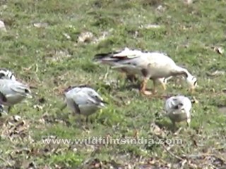 2747.Group of Bar - headed Geese (Anser indicus)