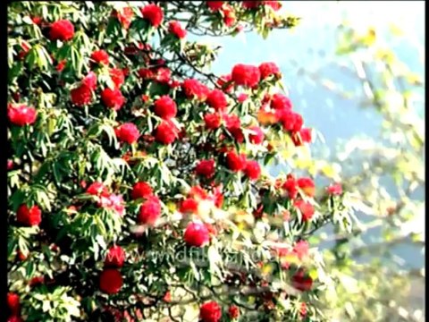 2752.The Hidden Himalaya