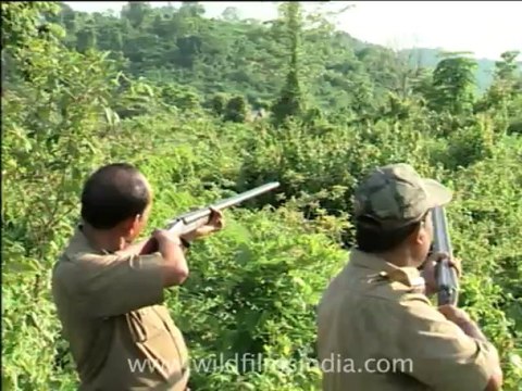 2762.Chasing away elephants with guns...