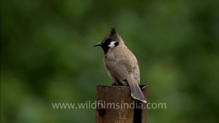 2791.White-cheeked Bulbul