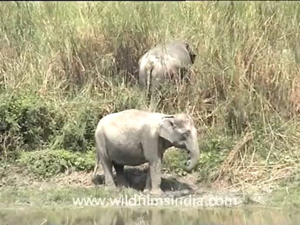 2795.Elephants in Kaziranga National Park