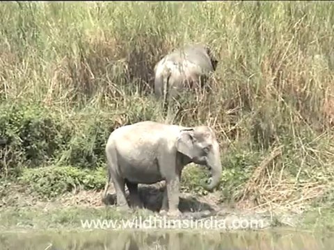 2795.Elephants in Kaziranga National Park