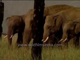 311.Herds of Elephants