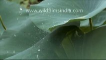 321.Fantastic! Water droplets on Lotus Leaves