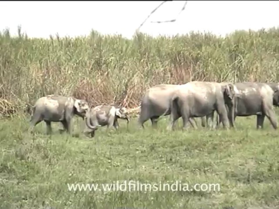 2799.Herd of elephants in Assam forest