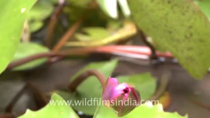 2828.Water lily blooming TODAY!