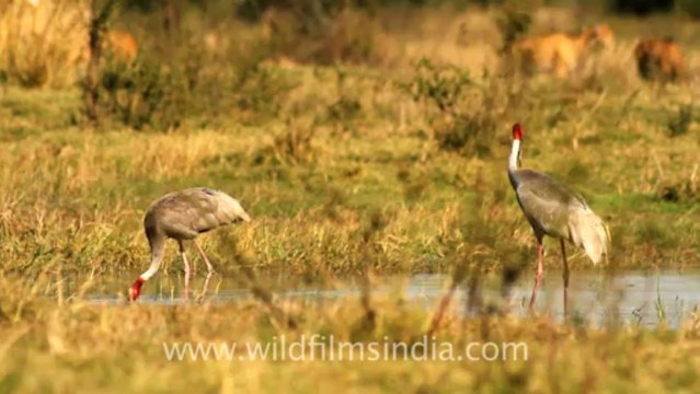 2831.Sarus Cranes trumpeting gloriously!
