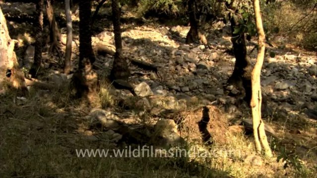 2836.Wild Boar with piglets following