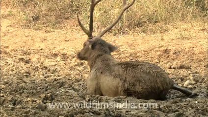 2837.Sambhar having a mud bath!