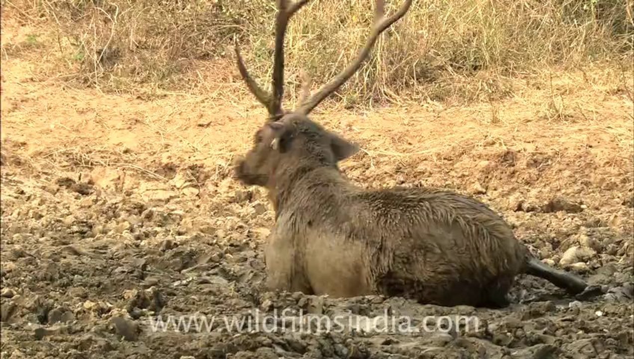 2837.Sambhar having a mud bath!