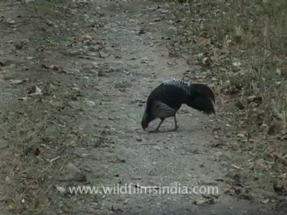 2840.Kalij Pheasant at Corbett, India