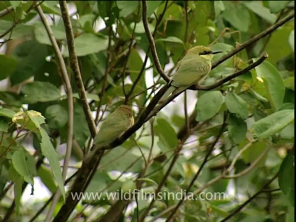 2857.Bee-eater trio!