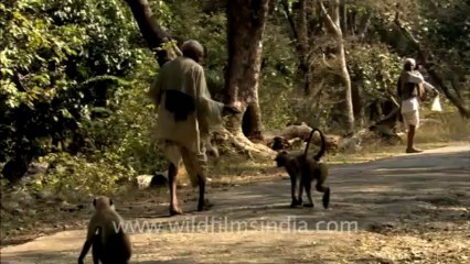 2861.Langur playing with his tail!