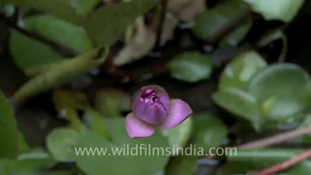 2868.Blooming Water Lily filmed TODAY!