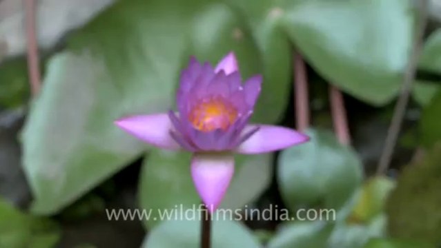2870.Rare video of Blooming Water lilly