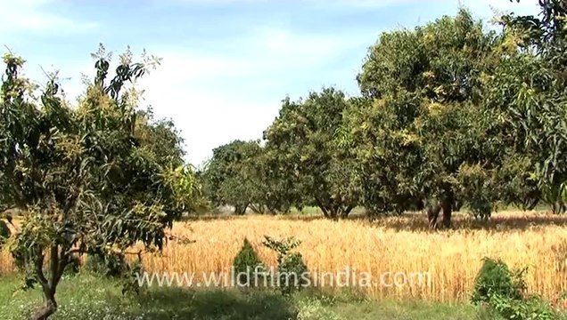 2877.Blossoms on a mango tree