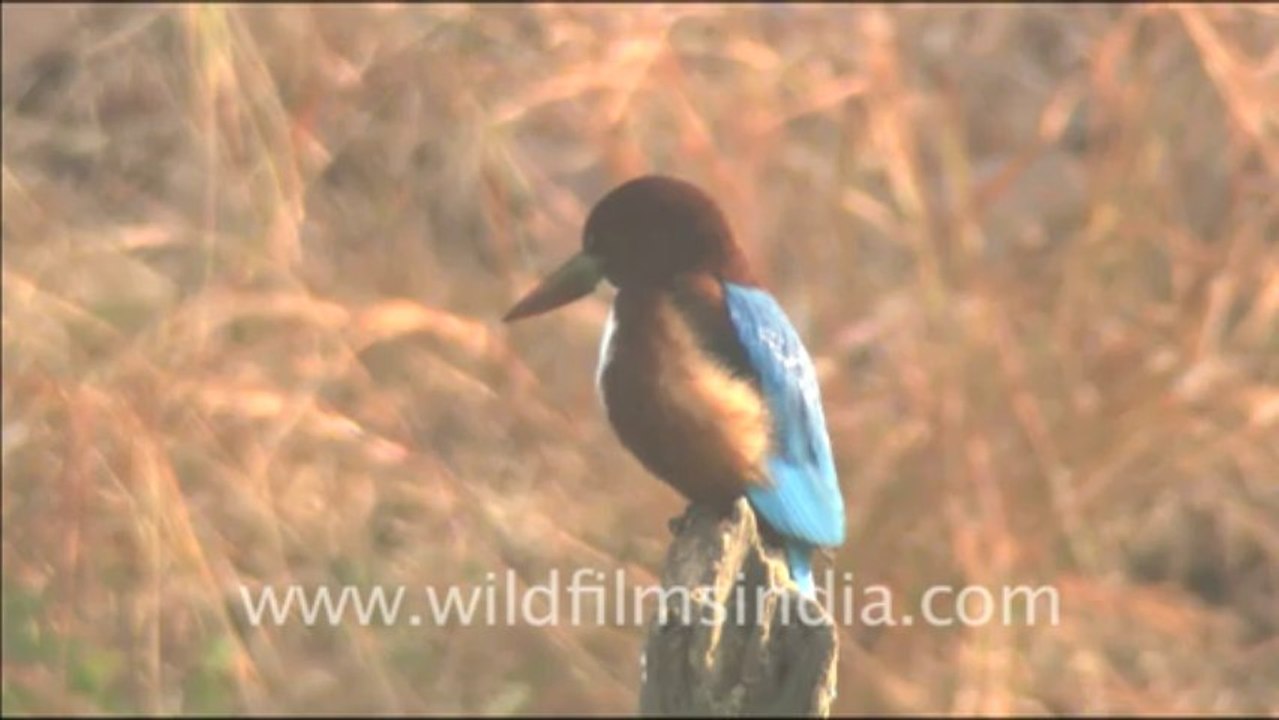 2897. Spotted deer grazing Sariska
