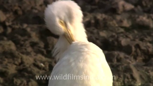 2901. A lone Little Egret in Sariska