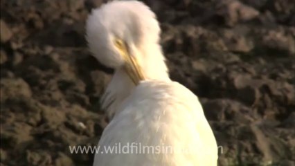 2901. A lone Little Egret in Sariska