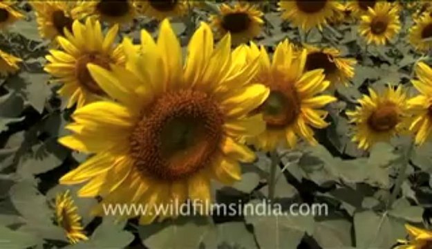 2905.Sunflowers the happiest of flowers